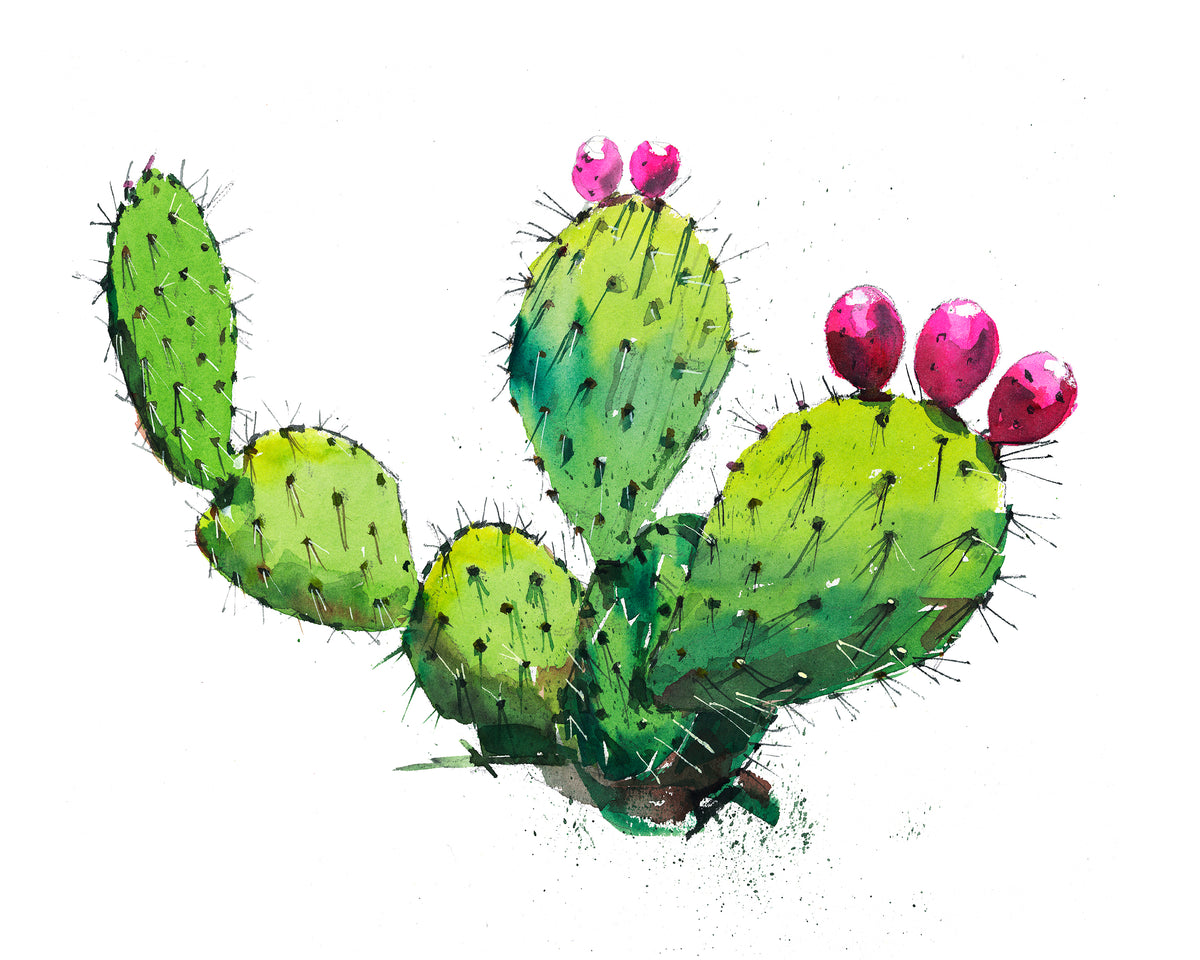 drawing prickly pear cactus Prickly Pear 3 Watercolor Print