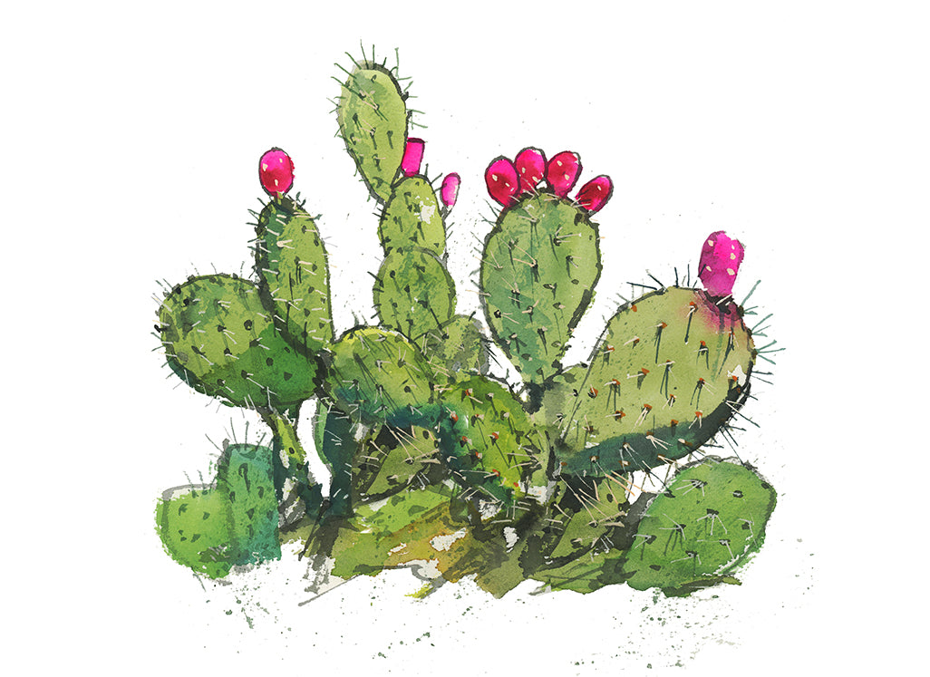 prickly pear cactus paintings Prickly Pear Watercolor Print